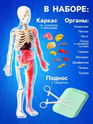 Набор для опытов по анатомии Эврики