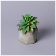 Суккулент (13х13 см) LEFARD