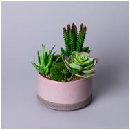 Суккулент (16х17 см) LEFARD