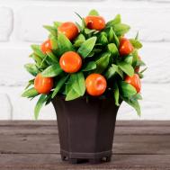 Бонсай Мандариновый куст (13 см) Сима-ленд