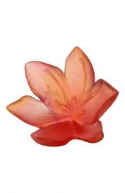 Цветок Safran Daum