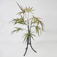 Дизиготека куст  зелено-желтый 60 см Конэко-О