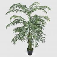 Пальма  арека kr_555455 13 г, 135 см Конэко-О