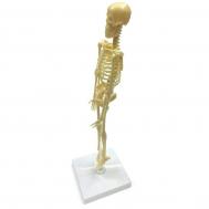 Исследовательский набор  Скелет человека Nd Play