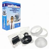 Набор для опытов Экспериментариум Модель глаза 1Toy