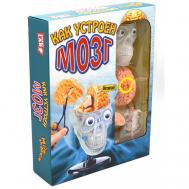 Как устроен мозг Маэстро,браво