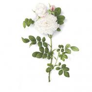 Временная переводная татуировка Tattoo PS-020 Полисфера