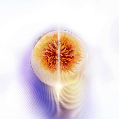 Лифтинг-крем для лица, повышающий упругость кожи Vital Perfection Uplifting and Firming Advanced Cream 50 SHISEIDO