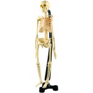 Модель человеческого скелета Edu-Toys
