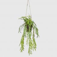 Искусственное растение  Баранец ампельный, высота 60 см, ширина 25 см, в пластиковом кашпо 13х13х10 см Конэко-О