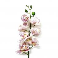 Орхидея фаленопсис  57621 76 см Конэко-О