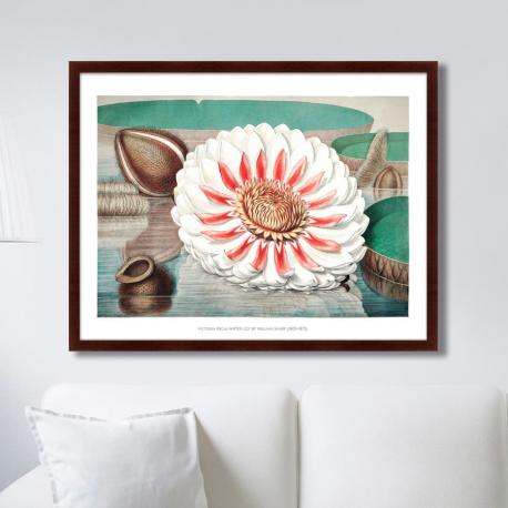 Коллекция A gigantic water lily in bloom (79х100 см) Картины в Квартиру